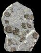 Ammonite Fossil Slab - Marston Magna Marble #63512-1